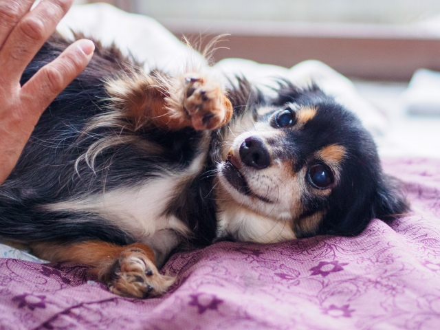 犬のお世話