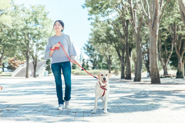 犬の散歩